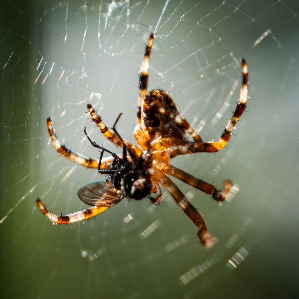 Cómo medir el rendimiento de tu sitio web: herramientas y métricas 1 pexels photo 33387399 2